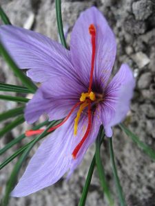 Come Usare lo Zafferano in Pistilli - Fiore dello Zafferano