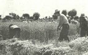 La Trebbiatura del grano